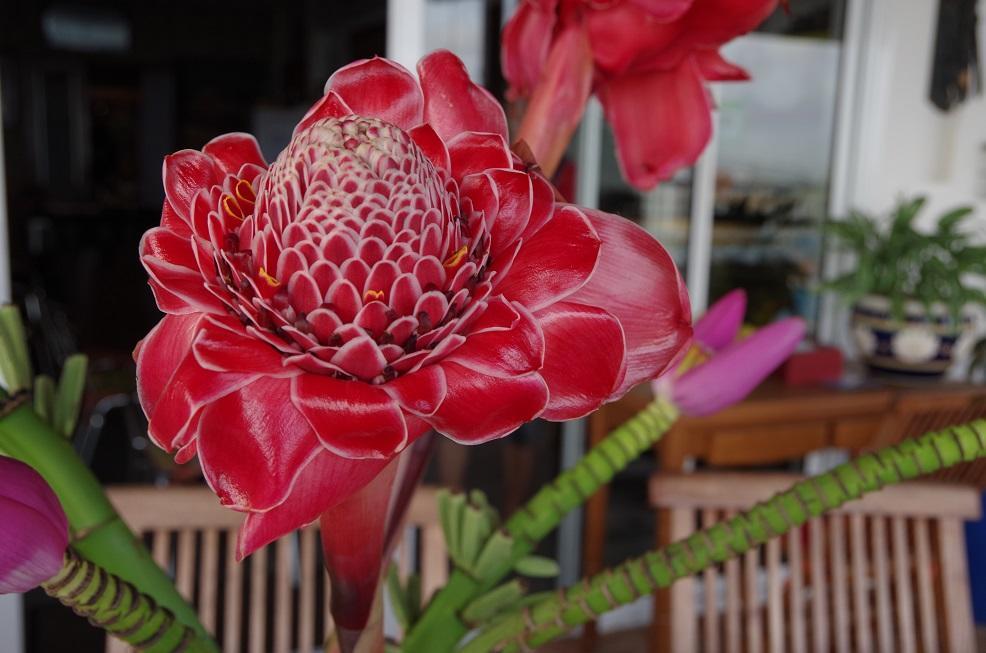 Corbeille D'Or Bed & Breakfast แซ็งต์หลุยส์ ภายนอก รูปภาพ